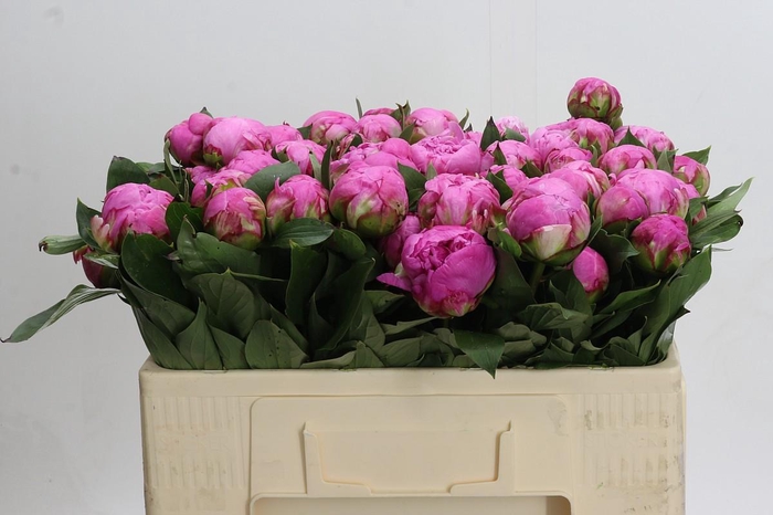 <h4>Paeonia Dr A Fleming</h4>