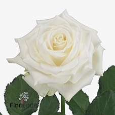 <h4>Rosa large alpe d'huez</h4>