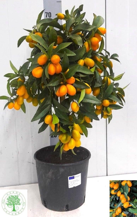 <h4>CITR MARGARITA</h4>