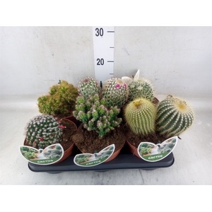 Cactus   ...mix