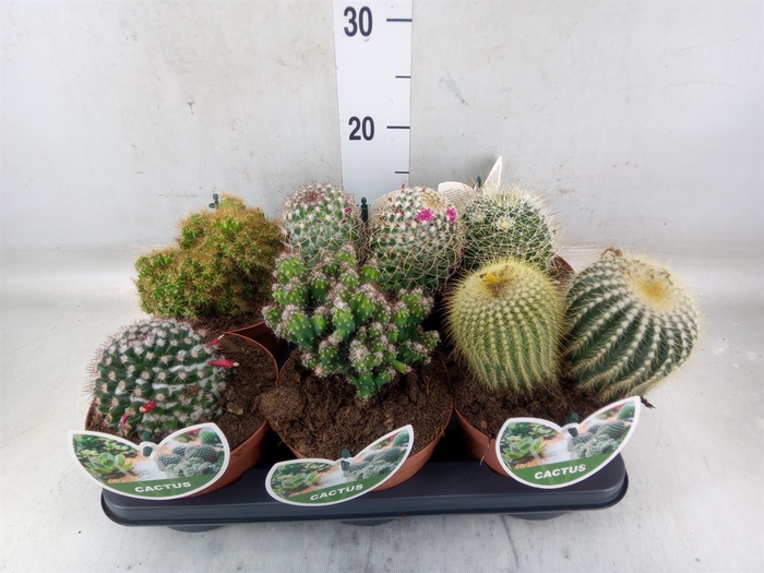 <h4>Cactus   ...mix</h4>