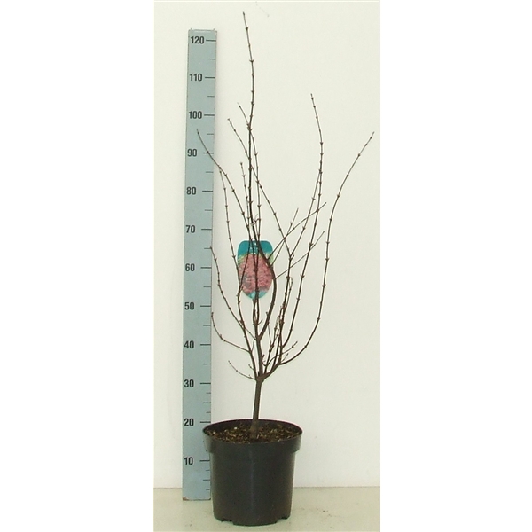 <h4>Acer palmatum 'Shaina' P26 Full CC</h4>