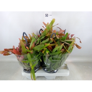 Rhipsalis   ...