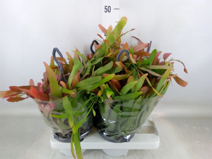 <h4>Rhipsalis   ...</h4>