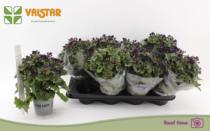 <h4>PERI C MAN PURPLE</h4>