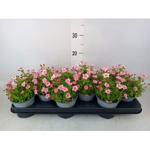 Saxifraga (Arendsii Grp) Alpino Ear