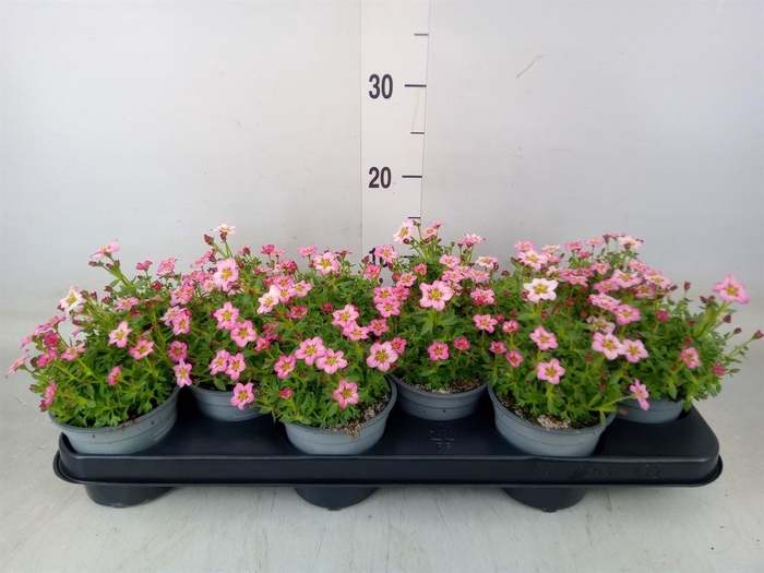 <h4>Saxifraga (Arendsii Grp) Alpino Ear</h4>