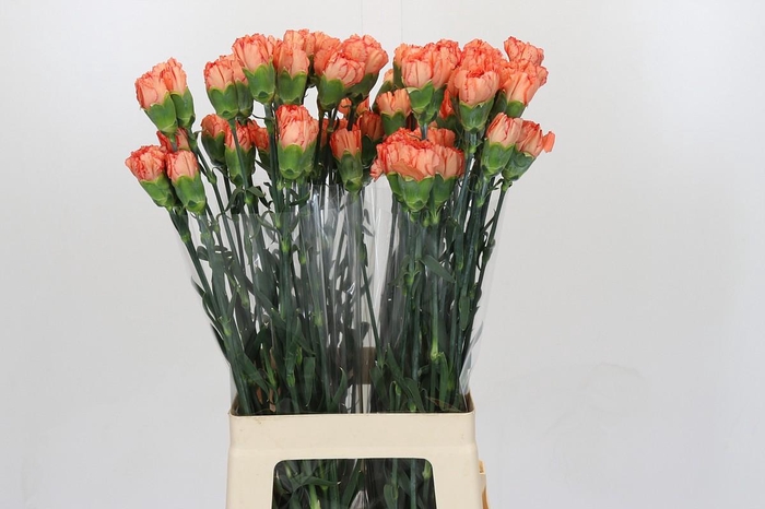 <h4>Dianthus St Cowboy</h4>