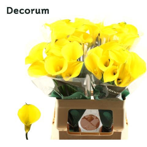 <h4>Calla Gold Medal</h4>
