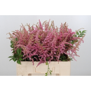 Astilbe Cattleya