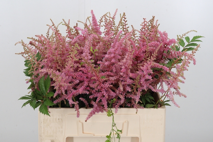 <h4>Astilbe Cattleya</h4>