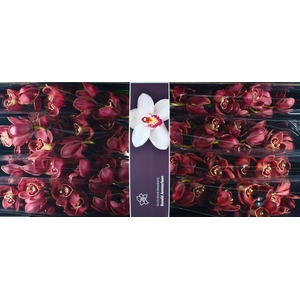 Cymbidium Lucifer
