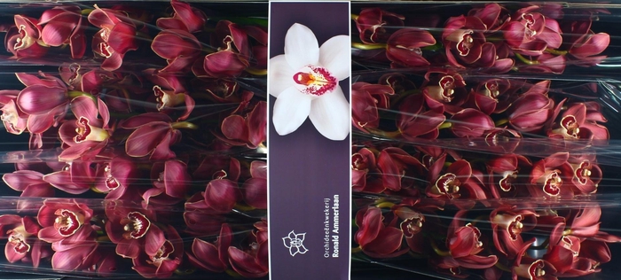 <h4>Cymbidium Lucifer</h4>