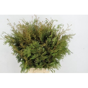 CONIFEER THUJA GREEN XL PER BUNCH