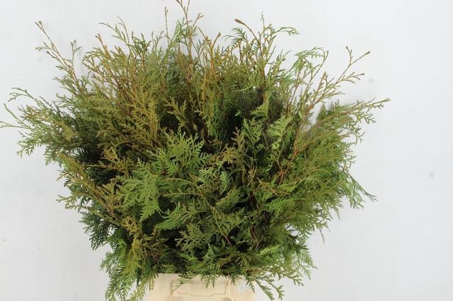 <h4>CONIFEER THUJA GREEN XL PER BUNCH</h4>