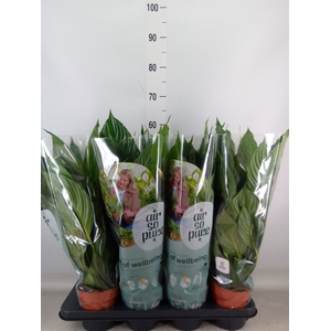 Spathiphyllum  'Pico Cupido'