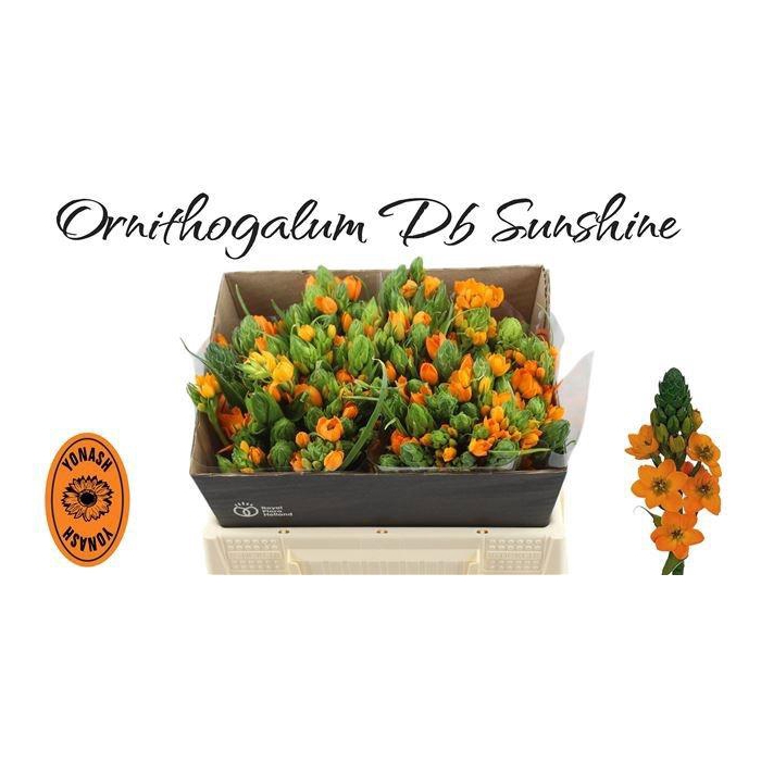 <h4>Ornit Db Sunshine</h4>