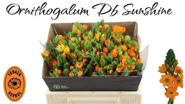 <h4>ORNIT DB SUNSHINE</h4>