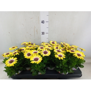 Osteospermum  'Serenity Blue Eye B'