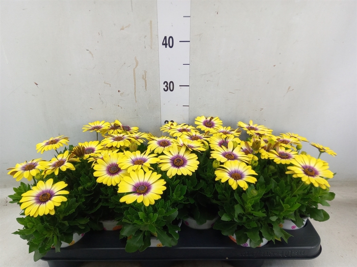 <h4>Osteospermum  'Serenity Blue Eye B'</h4>