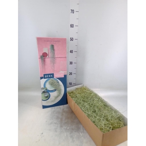 Tillandsia usneoides