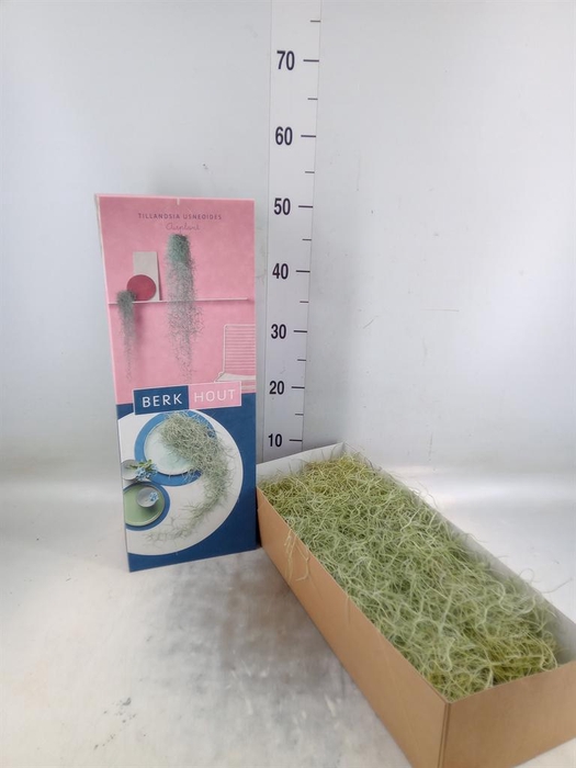 <h4>Tillandsia usneoides</h4>