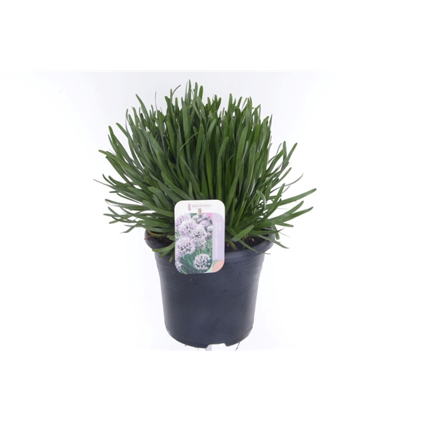 <h4>Allium senescens Summer Beauty</h4>