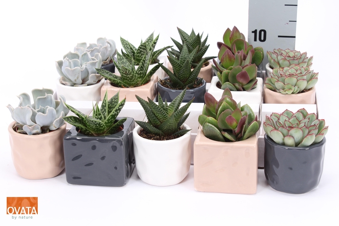 <h4>SUCC GEM 5 SRT</h4>