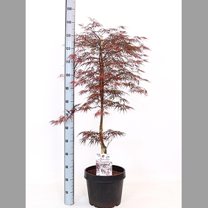 ACER PA FIRECRACKER