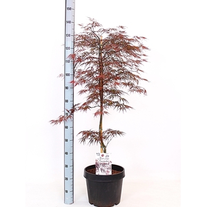 ACER PA FIRECRACKER