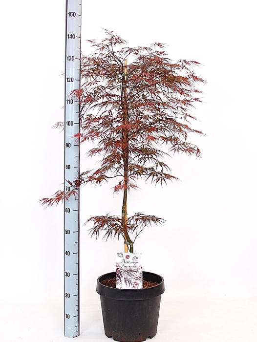 <h4>ACER PA FIRECRACKER</h4>