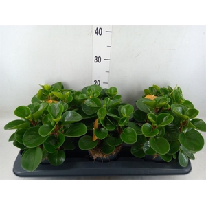 Peperomia obt. 'Green Gold'