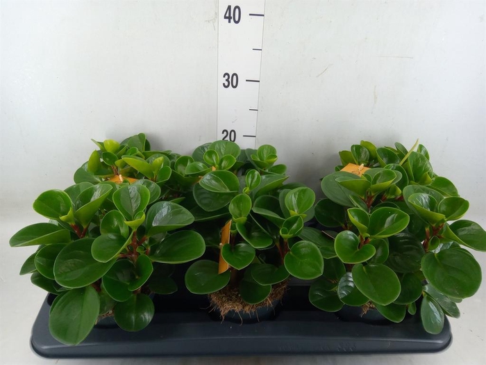 <h4>Peperomia obt. 'Green Gold'</h4>