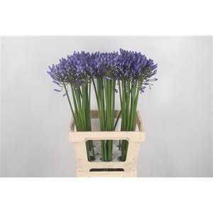 Agapanthus Uri Blue