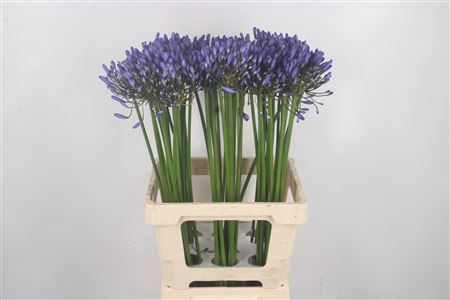 <h4>Agapanthus Uri Blue</h4>