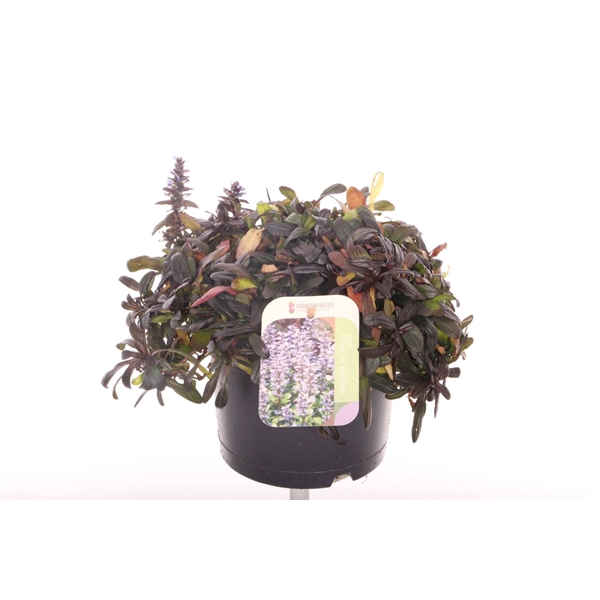 <h4>Ajuga reptans Chocolate Chips</h4>