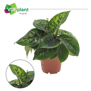 Dieffenbachia Camilla