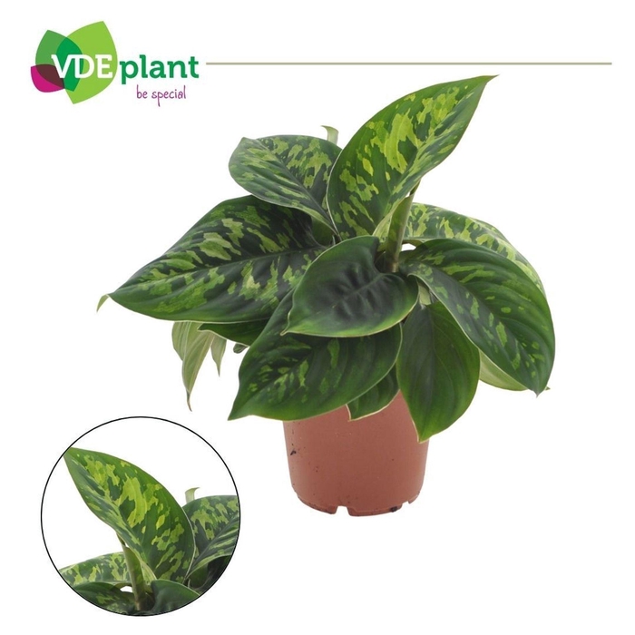 <h4>Dieffenbachia Camilla</h4>