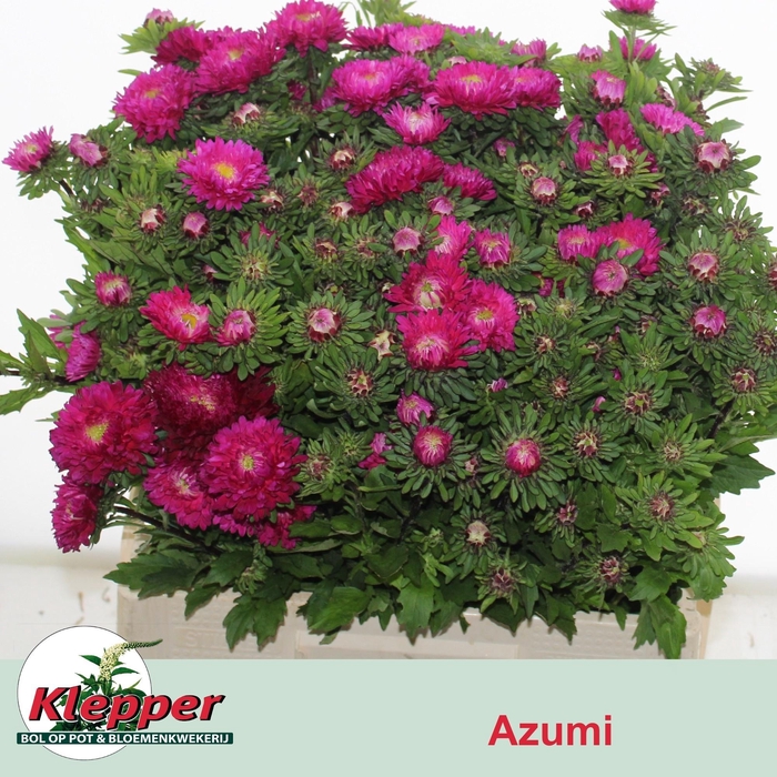 <h4>CALLIS AZUMI XL RED</h4>