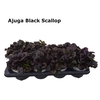 AJUGA R BRAUNHERZ