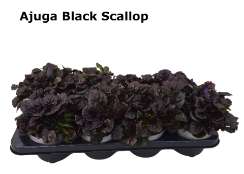 AJUGA R BRAUNHERZ