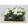Dianthus Br White Duke