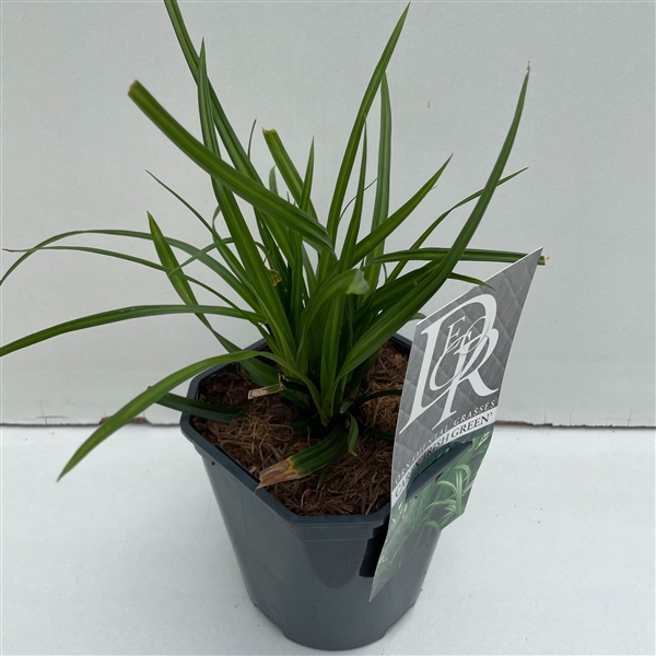 <h4>Graminées Carex 'Irisch Green'</h4>