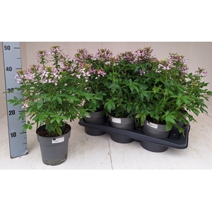 CLEOME