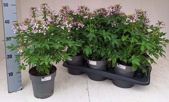 <h4>CLEOME</h4>