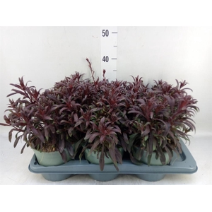 Gaura lindheimeri 'Belleza Dk Pink'