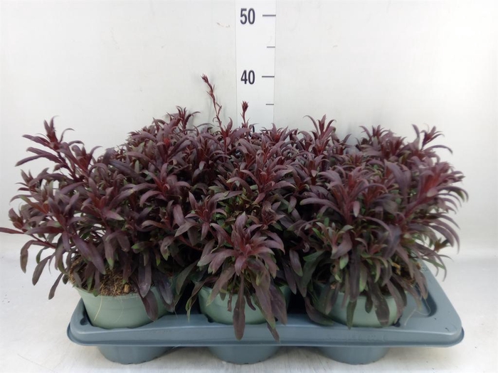 <h4>Gaura lindheimeri 'Belleza Dk Pink'</h4>