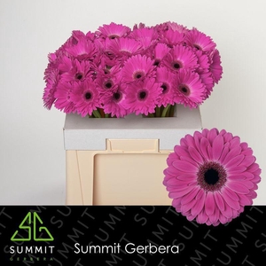 Gerbera Rich Water