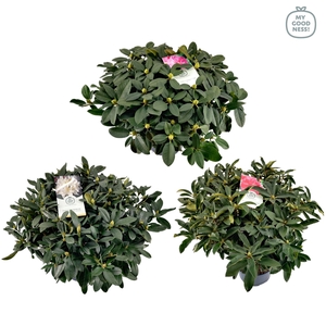 Rhododendron hybr. Mix C15 70-80