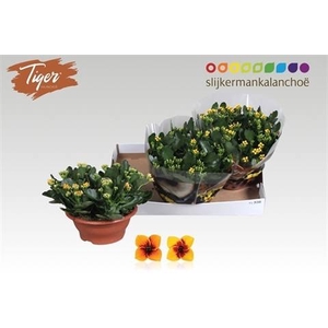 KAL EN TIGER GEM